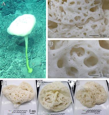 Two New Species and One New Genus of Glass Sponges (Hexactinellida: Euplectellidae and Euretidae), From a Transect on a Seamount in the Northwestern Pacific Ocean